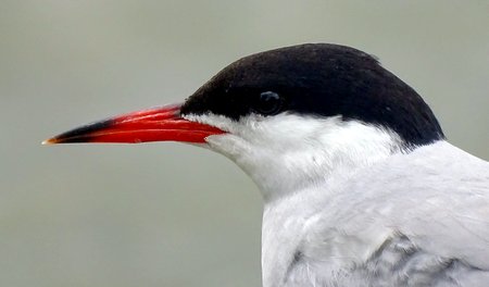Common Tern 28 07 20 3