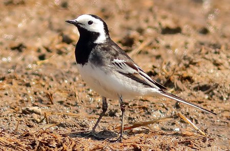 Pied Wagtail 2020 04 25 Gore Cross