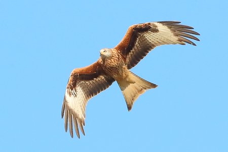 Red Kite 01 03 2020 Badens Clump3