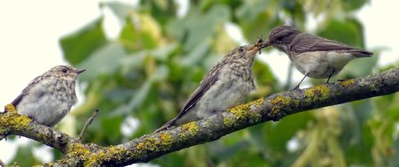 Spotted Flycatcher feeding young 2