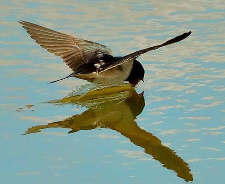 Swallow 2020 07 21 Langford Lakes1
