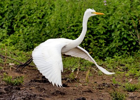 Great White Egret 2021 08 02 Langford Lakes