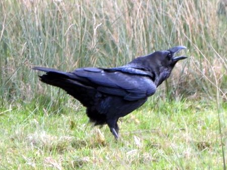 Raven6uerge