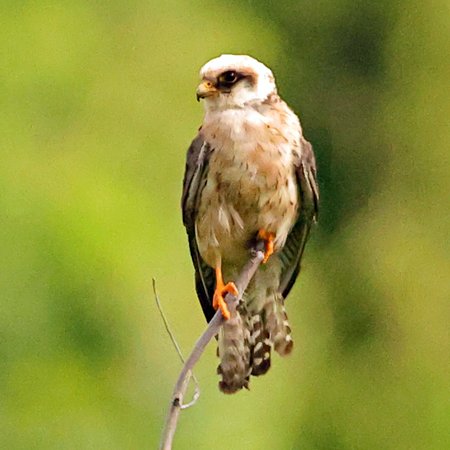 Red footed Falcon 2021 07 08 Langford Lakes0