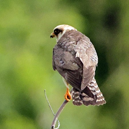 Red footed Falcon 2021 07 08 Langford Lakes5