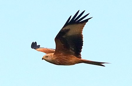 Red Kite 2021 10 30 Badens Clump