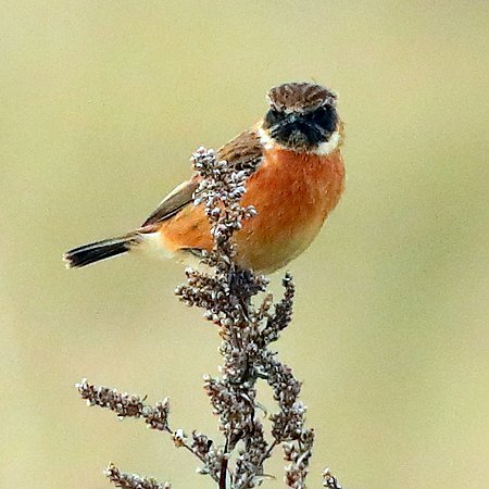 Stonechat 2021 11 04 Badens Clump1