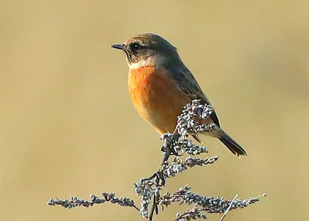 Stonechat 2021 11 17 Badens Clump