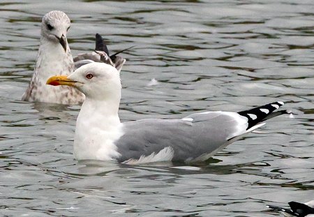 Yellow legged Gull 2021 10 28 Langford Lakes2