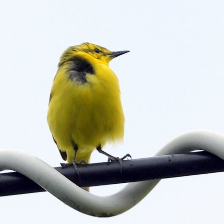 Yellow Wagtail 2021 05 12 Lydeway