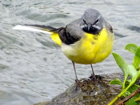 1 20220426 Grey Wagtail Minal DKP