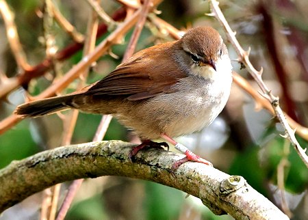 1 Cettis Warbler 2022 04 10 Langford Lakes