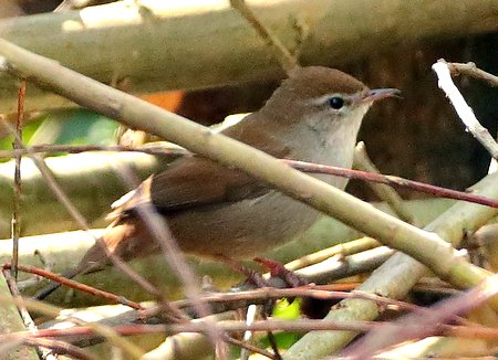 1 Cettis Warbler 2022 04 21 Langford Lakes1