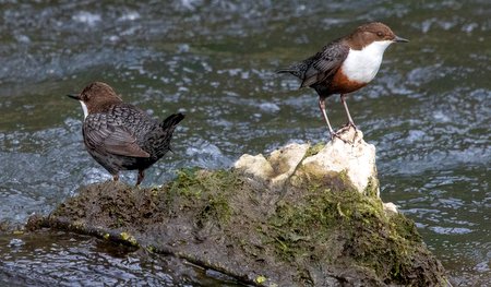 1 Dipper Freshford 179 2