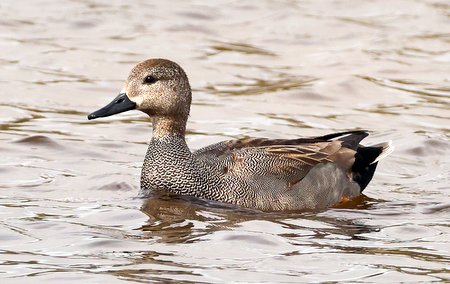 1 Gadwall 2022 04 04 Langford Lakes