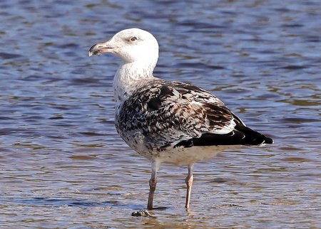 1 Great Black backed Gull 2022 04 09 Langford Lakes14