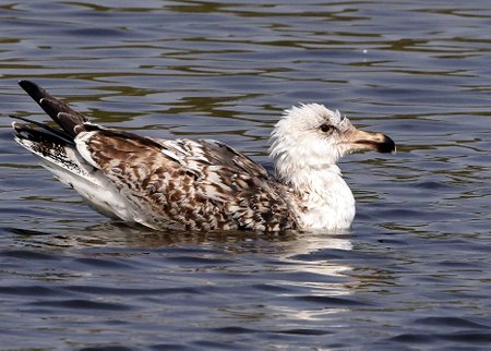 1 Great Black backed Gull 2022 04 16 Langford Lakes