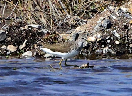 1 Green Sandpiper 2022 03 26 Langford Lakes