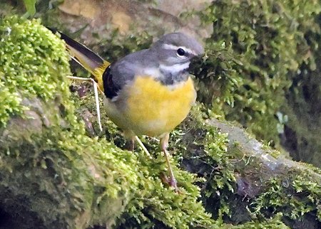 1 Grey Wagtail 2022 03 25 Box1