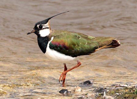 1 Lapwing 2022 04 04 Langford Lakes1