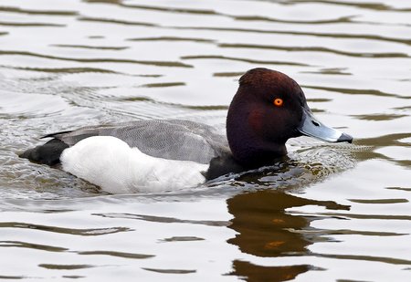 1 Pochard x Tufted Duck hybrid 2022 03 29 Langford Lakes1