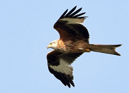 1 Red Kite 2022 04 21 Langford Lakes0