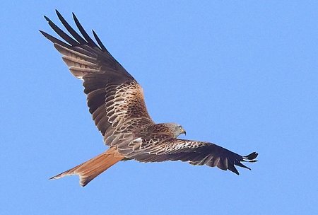 1 Red Kite 2022 04 24 Langford Lakes