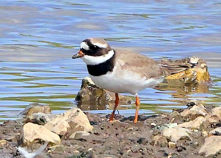 1 Ringed Plover 2022 05 07 Langford Lakes