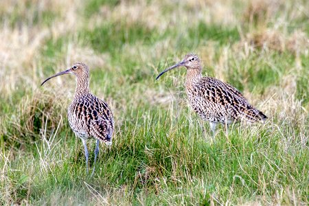 1 SPTA Curlews 02.04.2022 8783b