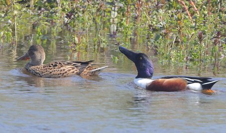 1 Shoveler 2022 04 24 Langford Lakes