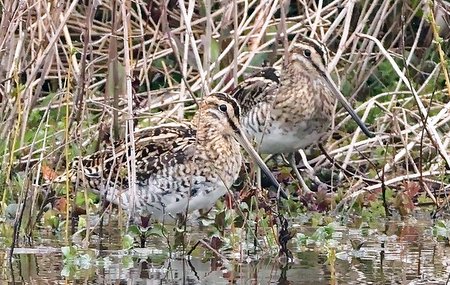 1 Snipe 2022 03 29 Langford Lakes00