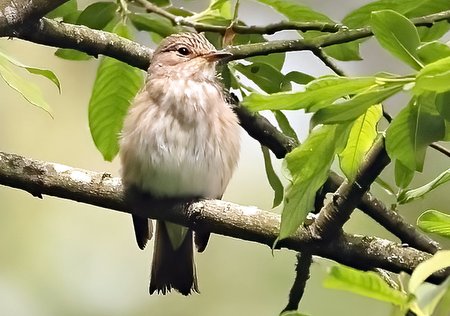 1 Spotted Flycatcher 2022 06 08 Langford Lakes3