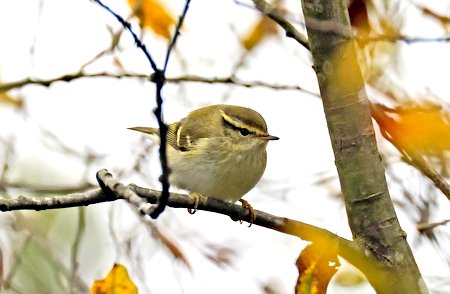 1 Yellow Browed Warbler Coate November 2022 Z0A1517