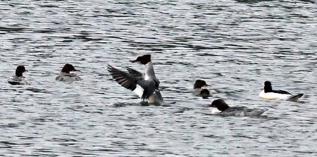 Goosander 2022 01 25 Fonthill Bishop