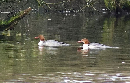 Goosander 2022 02 09 Shearwater222