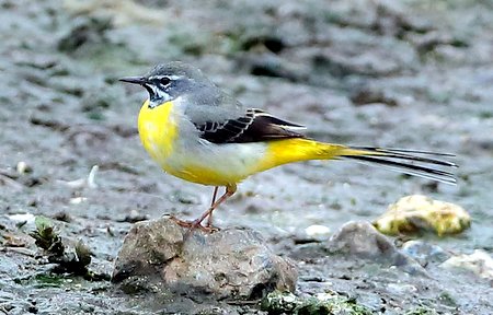 Grey Wagtail 2022 03 05 Langford Lakes