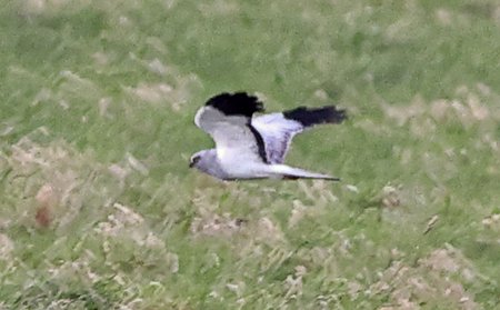 Hen Harrier 2020 02 11 SPTA West2