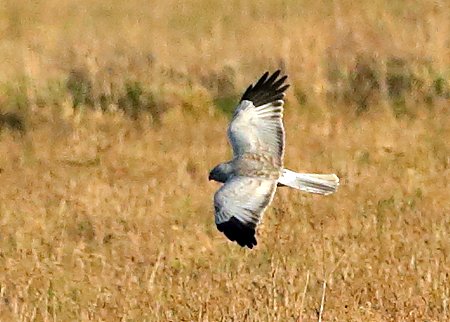 Hen Harrier 2022 01 31 New Zealand Farm Camp3