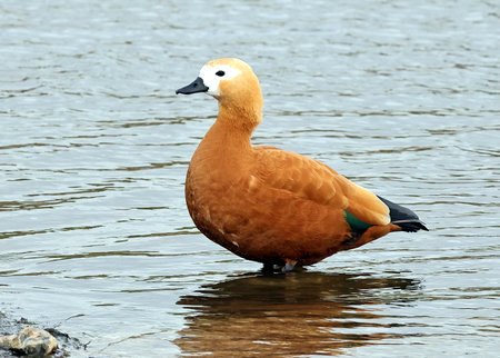 Ruddy Shelduck 2022 02 14 Langford Lakes1