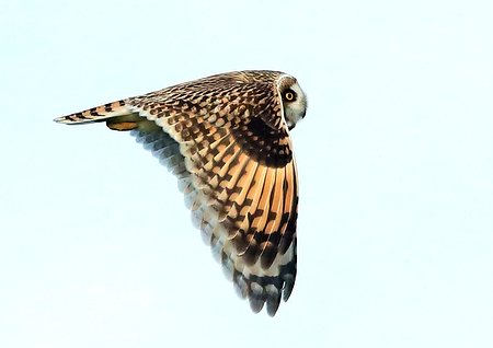 Short eared Owl 2022 01 31 New Zealand Farm Camp2