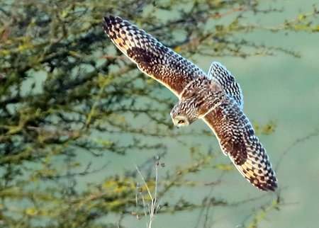 Short eared Owl 2022 02 25 New Zealand Farm Camp2