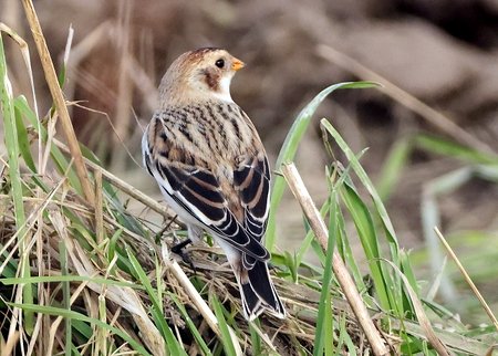 Snow Bunting 2022 01 15 Mere Down0