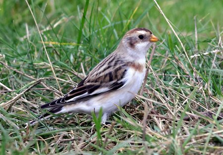 Snow Bunting 2022 01 25 Mere Down