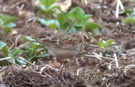 Woodlark 23.1.22