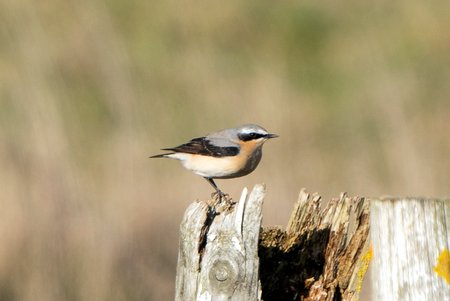 wheatear 260222