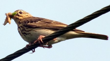 1 20230528 Tree Pipit DKP