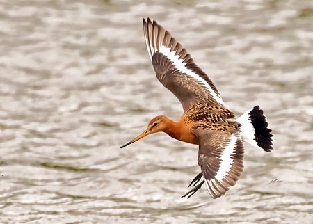 1 Black tailed Godwit 2023 07 03 Langford Lakes1