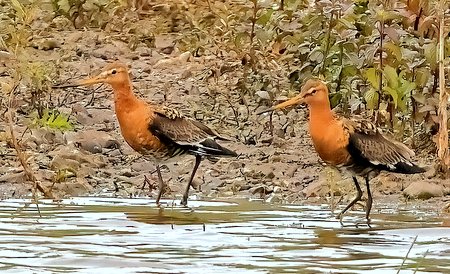 1 Black tailed Godwit 2023 07 03 Langford Lakes2