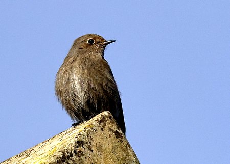 1 Black Redstart 2023 02 07 Holt