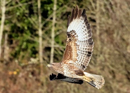 1 Buzzard 2023 02 06 Langford Lakes